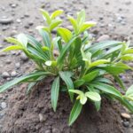 découvrez les effets de la consommation de vin chez les sportifs et si c'est une bonne ou mauvaise idée pour la performance et la récupération.