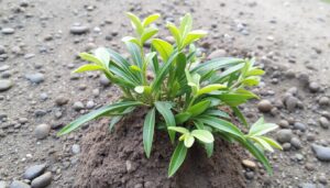 découvrez les effets de la consommation de vin chez les sportifs et si c'est une bonne ou mauvaise idée pour la performance et la récupération.